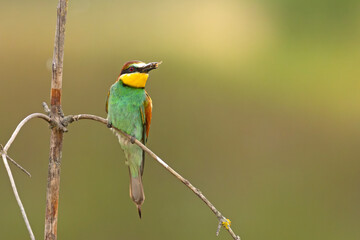 Żołna (Merops apiaster) © Grzegorz