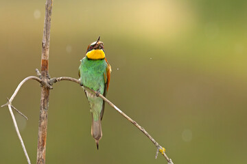 Żołna (Merops apiaster)