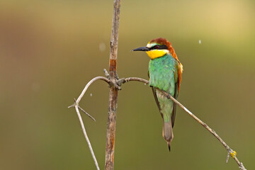 Żołna (Merops apiaster)
