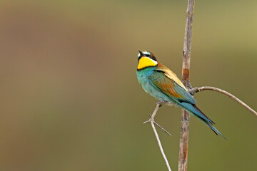 Żołna (Merops apiaster) © Grzegorz