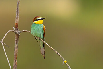 Żołna (Merops apiaster)
