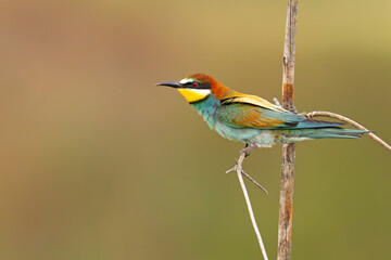Żołna (Merops apiaster)