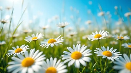 Bright White Daisies in Sunny Meadow Under Blue Sky - Spring Nature Background