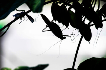 Long-legged grasshopper (Mecopoda nipponensis)
