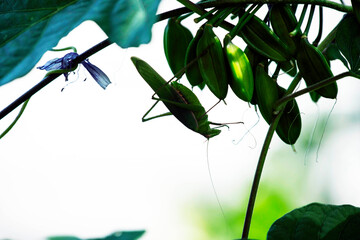 Long-legged grasshopper (Mecopoda nipponensis)