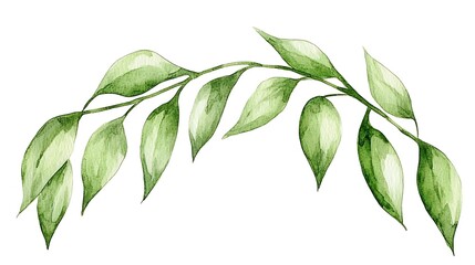 Fototapeta premium Delicate watercolor branch with leaves.