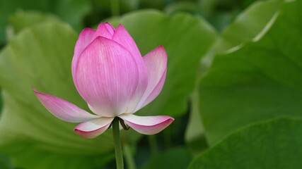 Akita,Japan - July 15, 2025:Closeup beautiful lotus or Nelumbo nucifera flowers  at Akita, Japan.