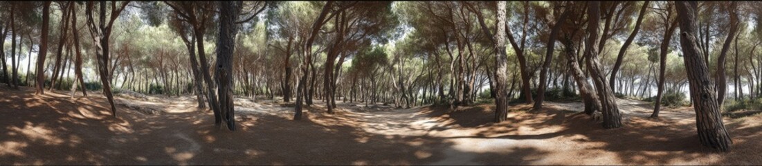 Panoramic view of a sun-dappled forest
