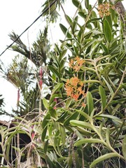 Fototapeta premium Orange flowers on tree
