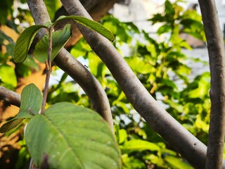 green leaves in the forest