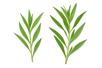 Obraz premium Two fresh tarragon sprigs, isolated on a transparent background, perfect for food and beverage projects
