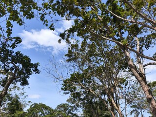 Park and outdoor concept, trees against the sky. View of the sky through the tree from below.