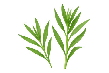 Two tarragon sprigs with fresh green leaves isolated on a transparent background, ideal for food and beverage projects