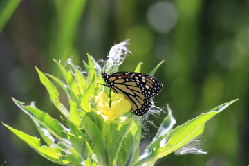 Endangered Monarch butterfly on a wild flower in Ontario Canada 
