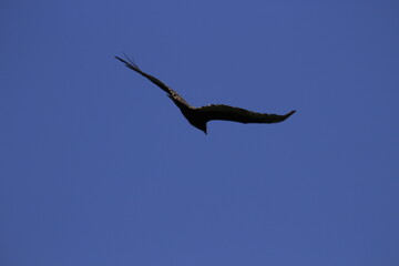 Turkey vulture flying ahead silhouette 