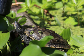 false map turtle surrounded by aquatic plants