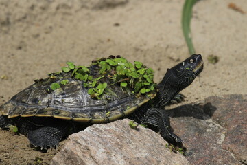 A Mississippi map turtle in captivity