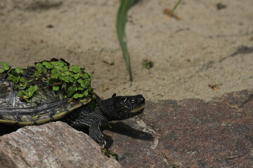 False map turtle portrait 