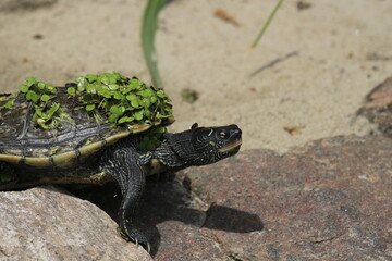 False map turtle portrait 