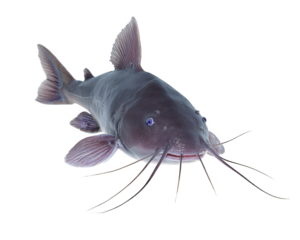 Banjo catfish freshwater fish unusual body shape whiskers aquatic animal isolated closeup detailed texture smooth skin unique appearance natural habitat