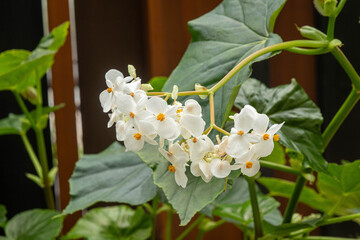 Views Around the Botanical Garden in Montreal Canada