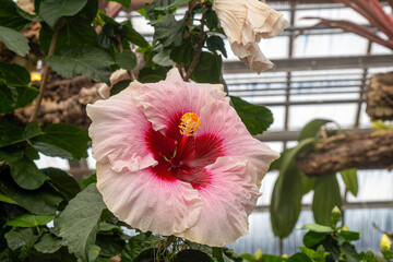 Views Around the Botanical Garden in Montreal Canada