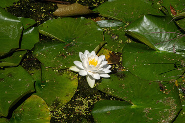 Views Around the Botanical Garden in Montreal Canada