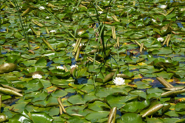 Views Around the Botanical Garden in Montreal Canada