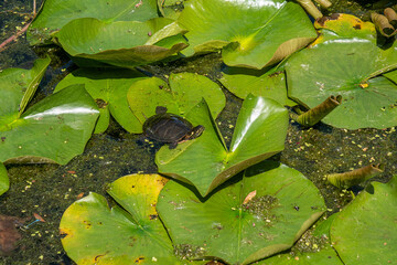Views Around the Botanical Garden in Montreal Canada