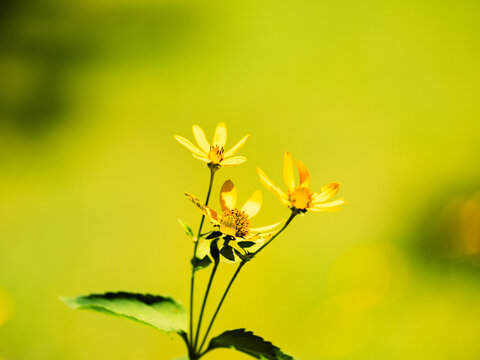 yellow flower on green background