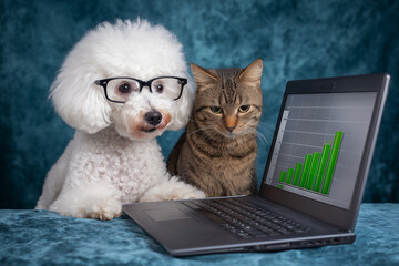 Fototapeta premium Funny Pet Investor Team Dog with Glasses and Tabby Cat Analyzing Stock Market Growth Chart on Laptop