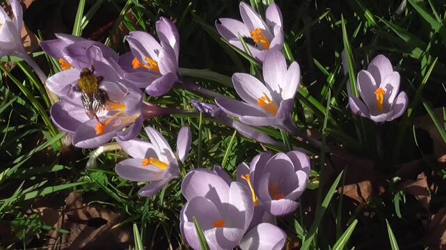 Purple Crocus Flowers with Bee Feeding on Them
