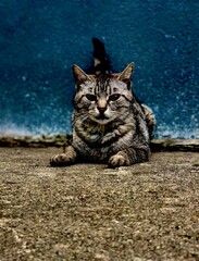 Tabby Cat Lying on Pavement With Blue Wall Background