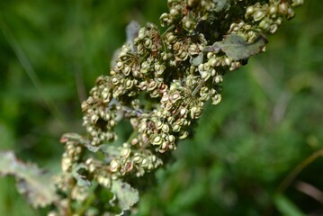 Rumex japonicus (Japanese dock) achenes. Polygonaceae perennial plants. The achenes that form after flowering change color from green to brown.