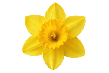 Close-up of a yellow daffodil blooming, isolated on a transparent background, perfect for spring projects © PNG Kingdom 