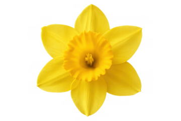 Close-up of a yellow daffodil blooming, isolated on a transparent background, perfect for spring projects