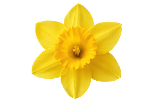 Close-up of a yellow daffodil blooming, isolated on a transparent background, perfect for spring projects