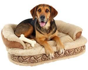 Naklejka na ściany i meble Dog lying on plush dog bed with bone toy happy expression isolated on transparency background cozy and comfortable pet relaxation home interior medium size brown and black fur