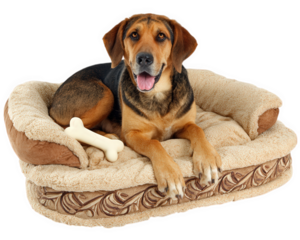 Dog lying on plush dog bed with bone toy happy expression isolated on transparency background cozy and comfortable pet relaxation home interior medium size brown and black fur