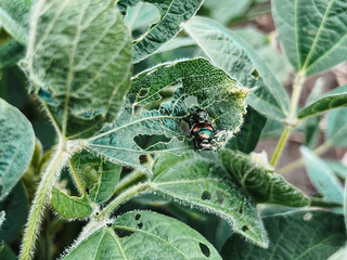 Overhead view of soybean plants within an agricultural field. Two Japanese beetles feed on the...