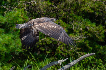 Obraz premium Bald Eagle (Haliaeetus leucocephalus) immature, flying over the beach of the Rainbow Flowage in northern Wisconsin