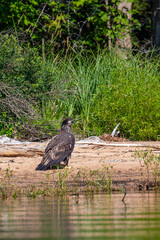 Bald Eagle (Haliaeetus leucocephalus) immature, perched on the beach of the Rainbow Flowage in northern Wisconsin