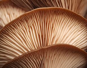 Close-Up of Brown Mushroom Gills Texture