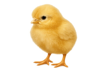 Obraz premium Small yellow chick standing on transparent background, perfect for easter or springtime projects