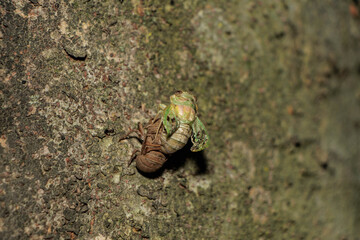 木にのぼり羽化をしているニイニイゼミ