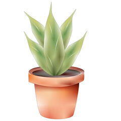succulent plant in a pot