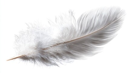 Obraz premium Single white feather with delicate barbs and rachis isolated on a white background.