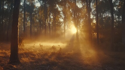 Obraz premium the view inside the forest is decorated with trees and sunlight