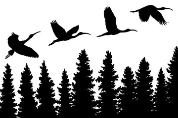 Black silhouette illustrations of scarlet ibises flying over conifer trees isolated on transparent background