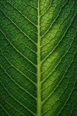 Obraz premium Dieffenbachia Leaf Microscopic Detail